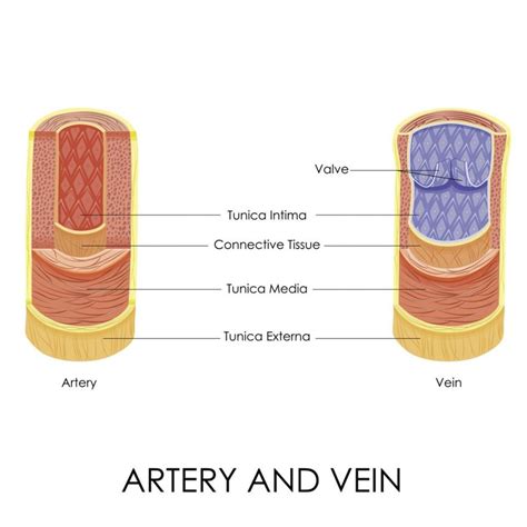 similar vein